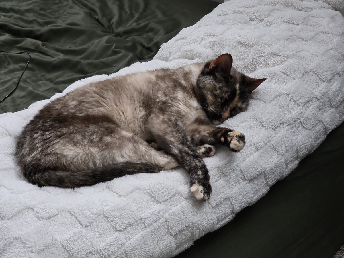 Frenotx's tweet photo. Oh, to be a cat, sleeping on a giant, fuzzy, heated pillow... https://t.co/hELcjI58FA