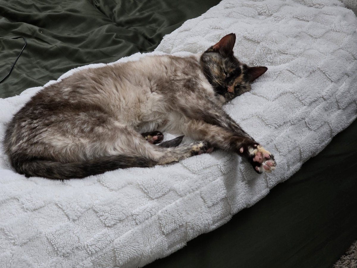 Frenotx's tweet photo. Oh, to be a cat, sleeping on a giant, fuzzy, heated pillow... https://t.co/hELcjI58FA