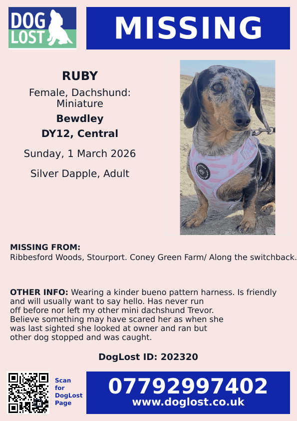🆘1 MAR 2026 #Lost Ruby #ScanMe
Dachshund Miniature Female #SausageArmy
Ribbesford Woods #Stourport.
Coney Green Farm/ Along the switchback. 
Ribbesford Road) towards #Bewdley #DY12 #Shropshire
doglost.co.uk/dog/202320