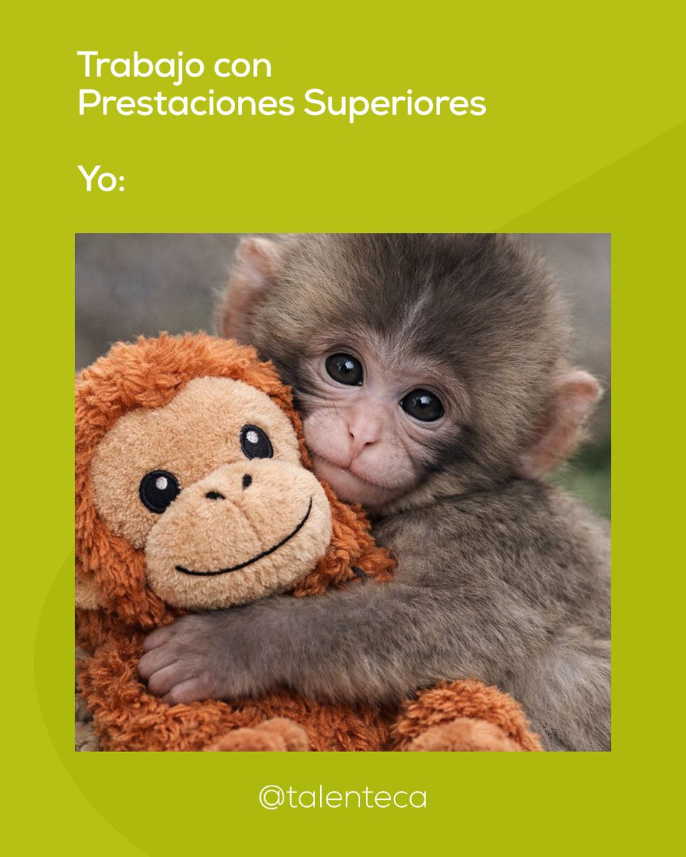 Talenteca tweet media