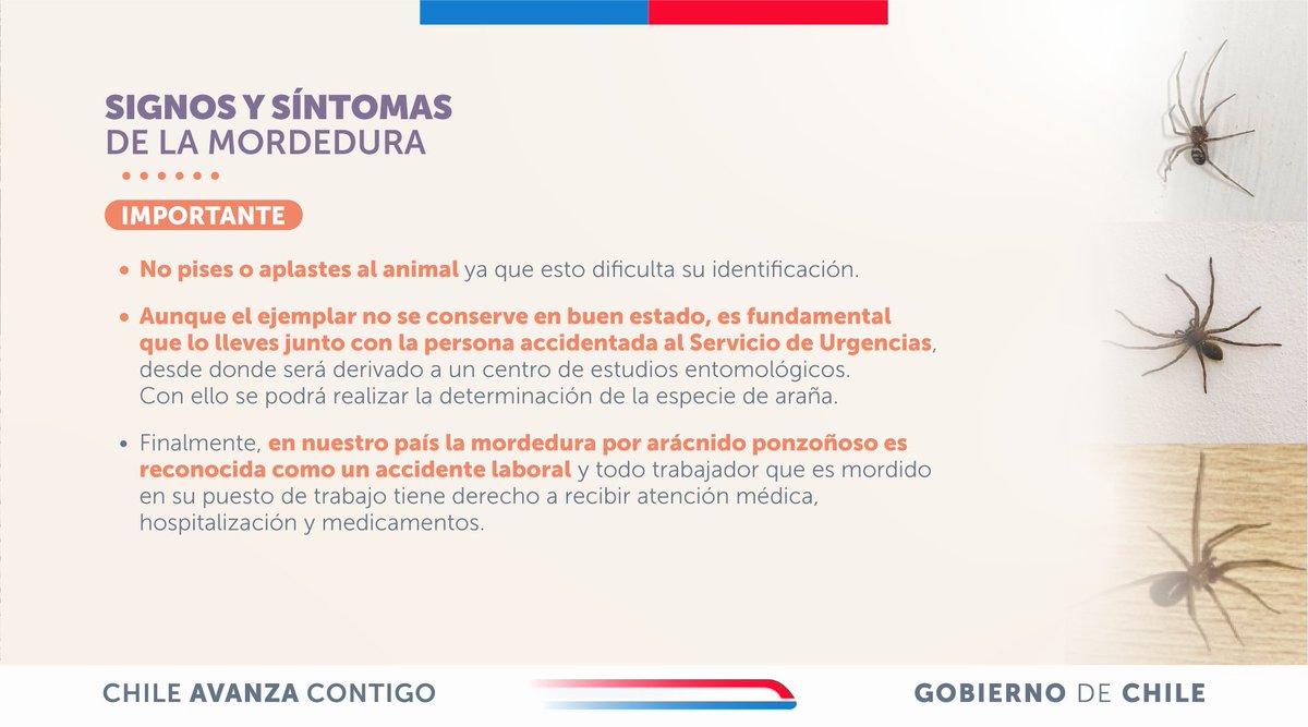 Félix Bulnes tweet media