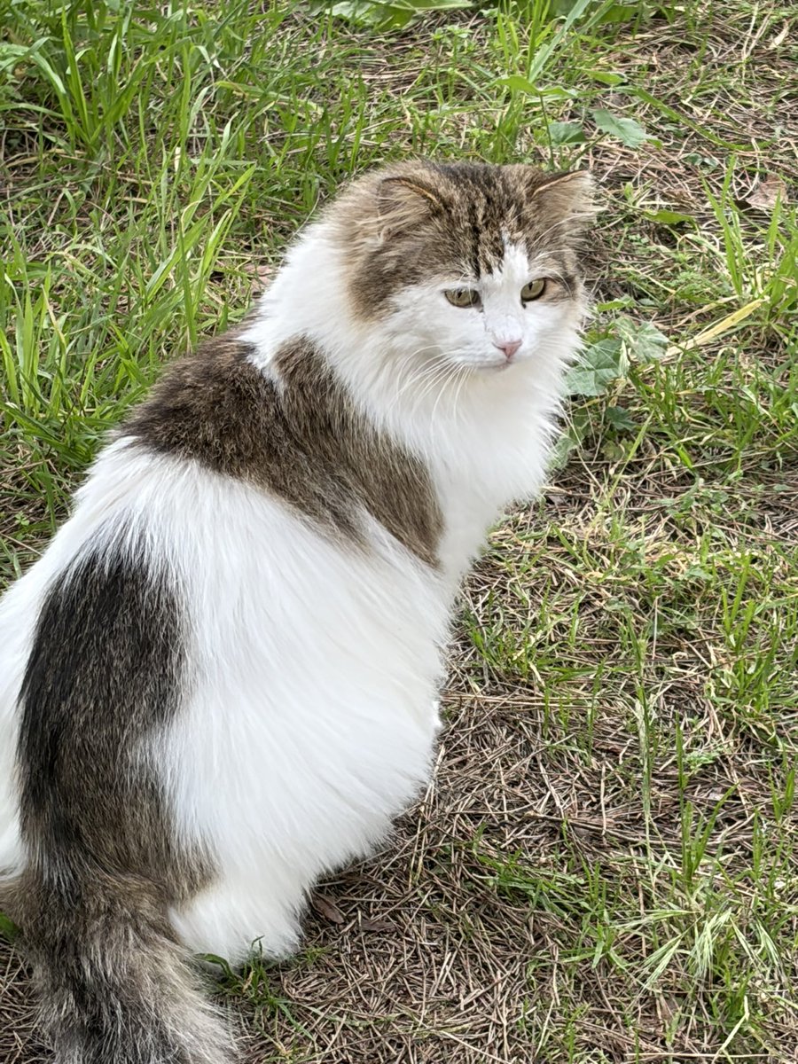 😻I PELOSETTI DEL MARE😻 In ricordo di Zenzero ❤️ tweet media
