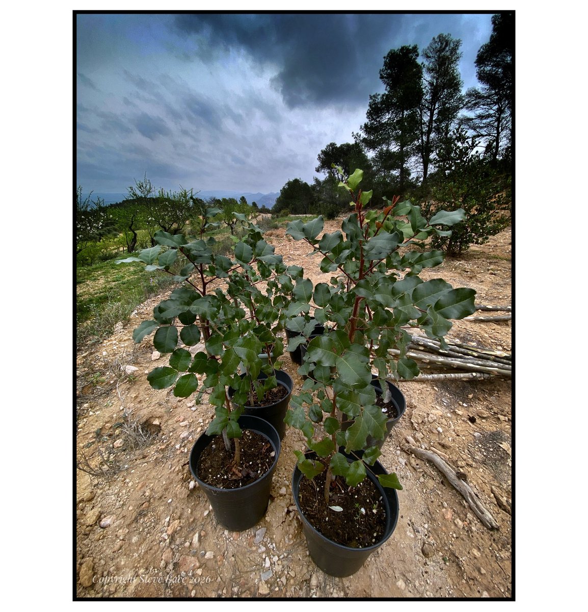 CampdEstrelles's tweet photo. With rain imminent it seemed like a good day to plant some more #Carobs. These have been establishing for three years in pots, so hopefully they’ll be strong enough to survive summer; and obviously any animals that generally tend to assault them on our top terrace…
😉🌱🐗🐇🇪🇸 https://t.co/9PmbXYpCrq