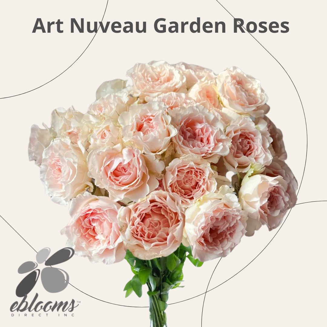 ebloomsdirect's tweet photo. Art Nuveau garden roses with Free Delivery for the USa only #TrendingNow https://t.co/4ah5nUyrld