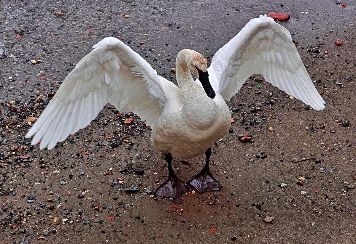 MandaPanda73 tweet media