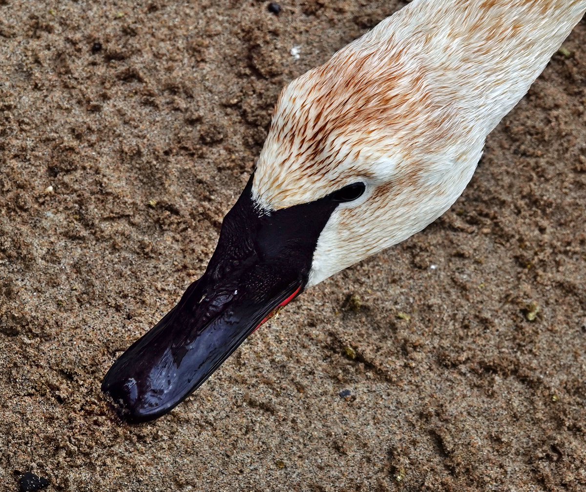 MandaPanda73 tweet media