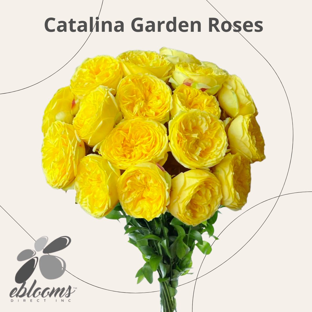 ebloomsdirect's tweet photo. Catalina, Garden Roses, order online now with free delivery for the USA only.#TrendingNow https://t.co/kpvvd1Lr0U