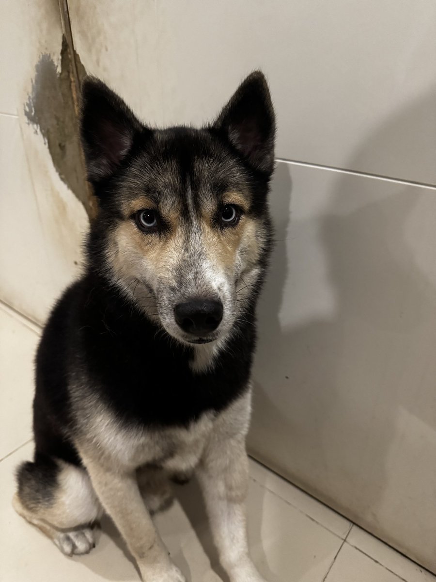 Joshua Matulessy tweet media