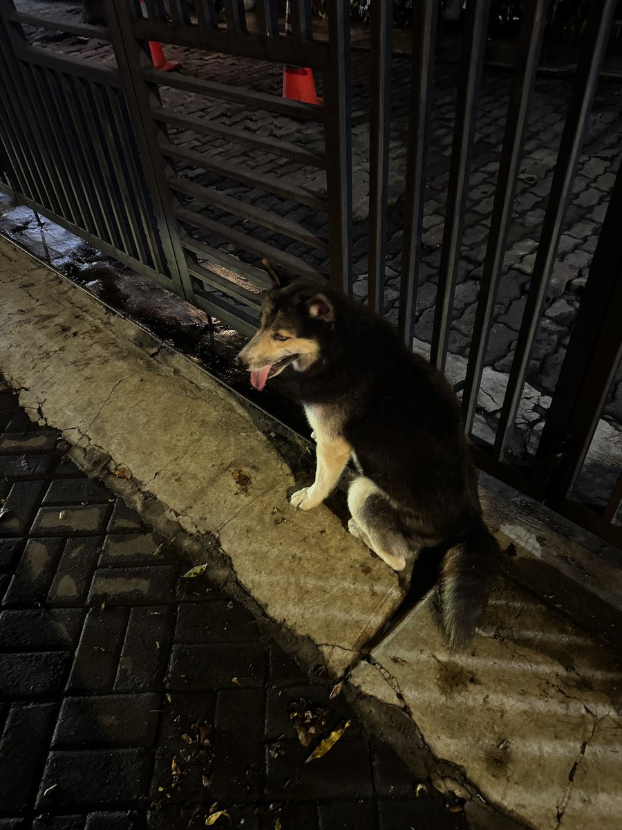 Joshua Matulessy tweet media