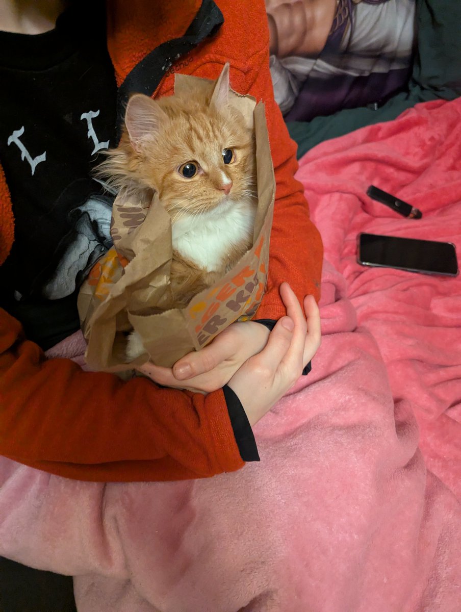 4 марта - день рыжих котов 🥰