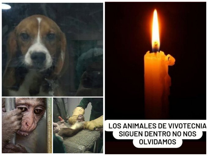 ¡NO LES OLVIDEMOS! 
ENCENDAMOS LA VELA DE LA JUSTICIA!
Por todos los animales que siguen dentro de los laboratorios Vivotecnia
Hagamos que la bondad sea tendencia,
Defendamos la inocencia,
No es ciencia es maltrato animal, 
Hazlo viral 
#RescateVivotecnia