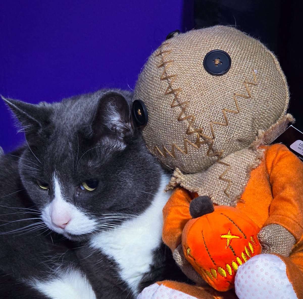 lisacandy84 🫐 tweet media