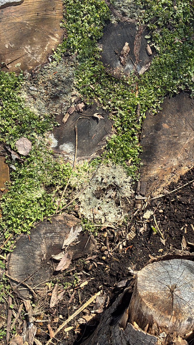 Josh 🍃🫖 tweet media