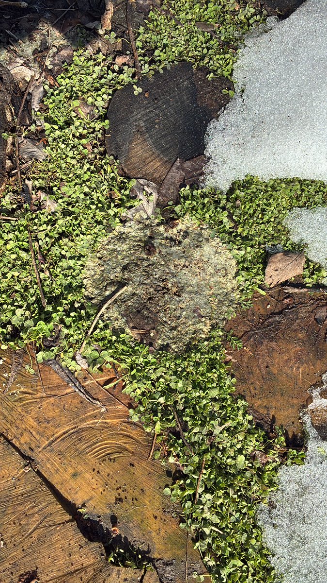 Josh 🍃🫖 tweet media