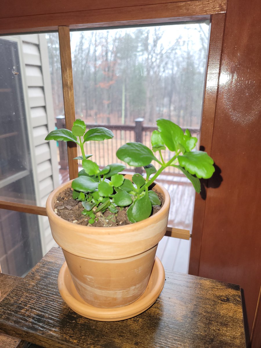 DevCroOnline's tweet photo. 🌿 Plant Update 🌿

Khloe (Flaming Katy) has really taken off and is looking like it may be time for a bigger pot.

Robert (Golden Pothos) is doing great! Giant leaves and everyday looks like new growth!

Meryl (Parlor Palm) is not stressing. No bad signs are a good sign.😂 https://t.co/wNKIEzjEAn