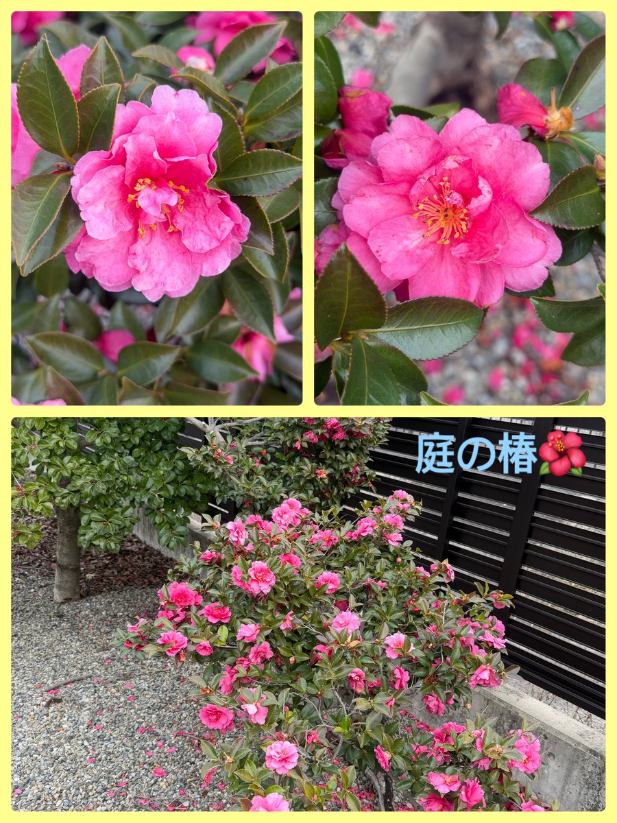 おは🐽【やったらOUT育ちの悪さがバレる】①ドアの開閉②食べ方③言葉遣い④期日を守る⑤歩く姿勢⑥噂話⑦挨拶出来るか⑧店員への態度…ドアは性格を映す鏡🚪開けたら閉める出したら片付けるは基本の基本だよね☺️ドアの開閉を音立ててする人苦手😅私は取引先で退出時お尻見せないな🍑
Happy&amp;Smileを🍀