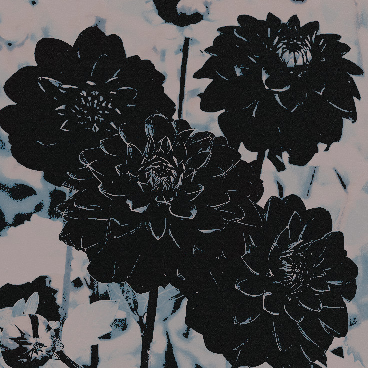 ✝Ⲙ⃝Ꭼℓᴉᑎσë ◦. tweet media