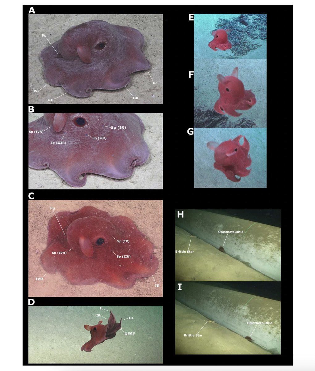 軟体動物多様性学会【公式】 tweet media