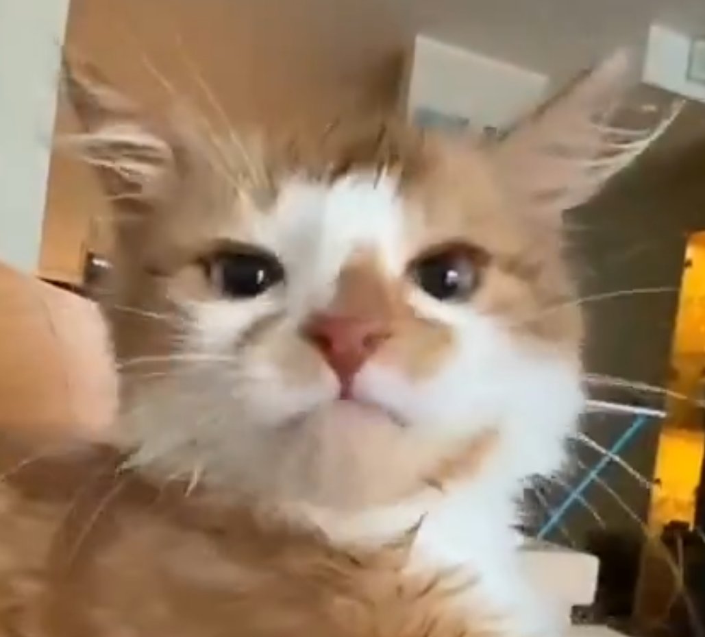 ͓ (@woolongs) on Twitter photo 