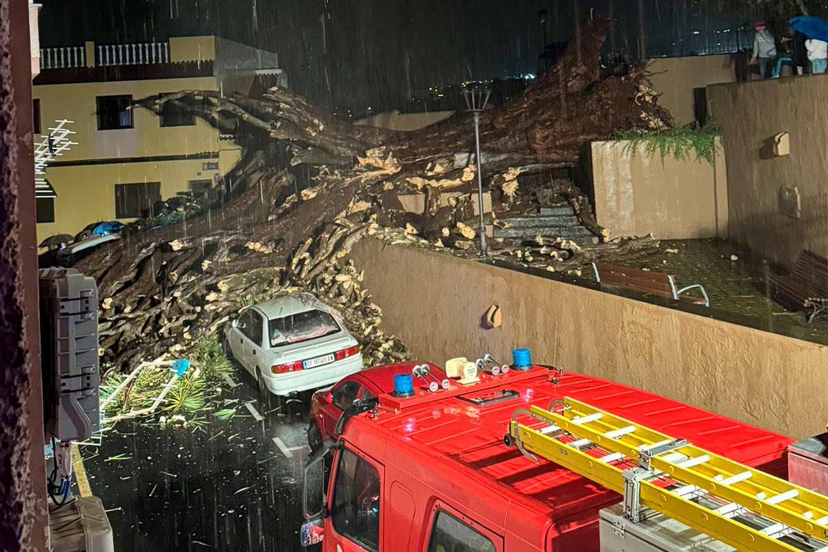 ¿Por qué se caen los dragos?

Ha caído el Drago de San Francisco. Un símbolo del Realejo de más de 210 años de edad. Antes de que se esclarezcan los motivos de su muerte, queremos contarte por qué se caen los dragos en Canarias.