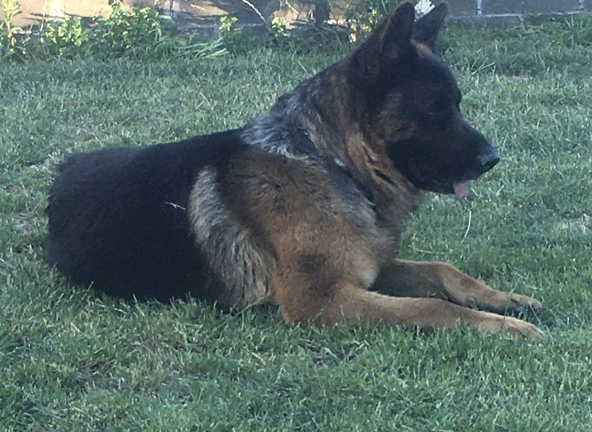 karirobledo's tweet photo. @WalhallaMann Jake, el bebé de la familia https://t.co/jKdHeaTmh0