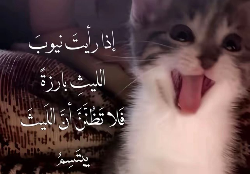 木漏れ日 tweet media