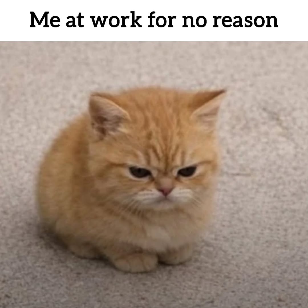 smol silly cat tweet media