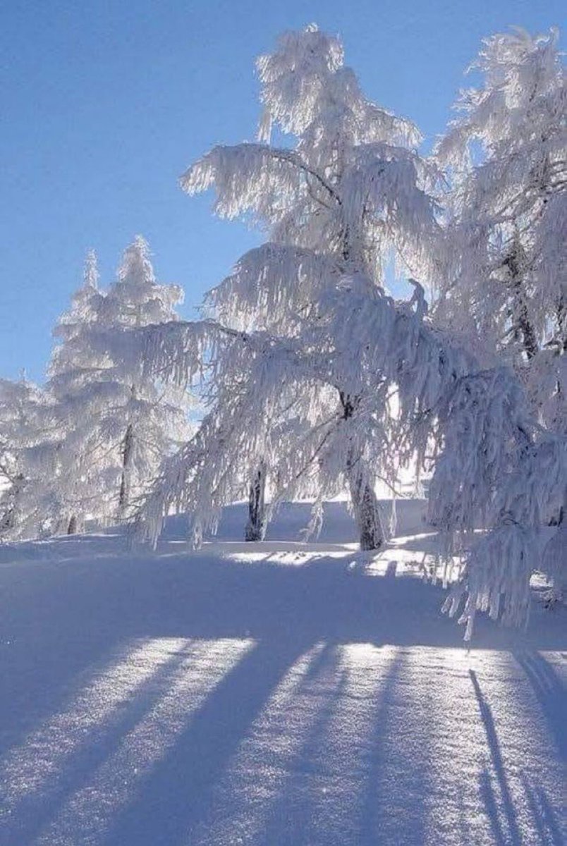 purenature_1's tweet photo. White snow, blue sky 💙🩵🤍 #winter https://t.co/th47tOx1Cg