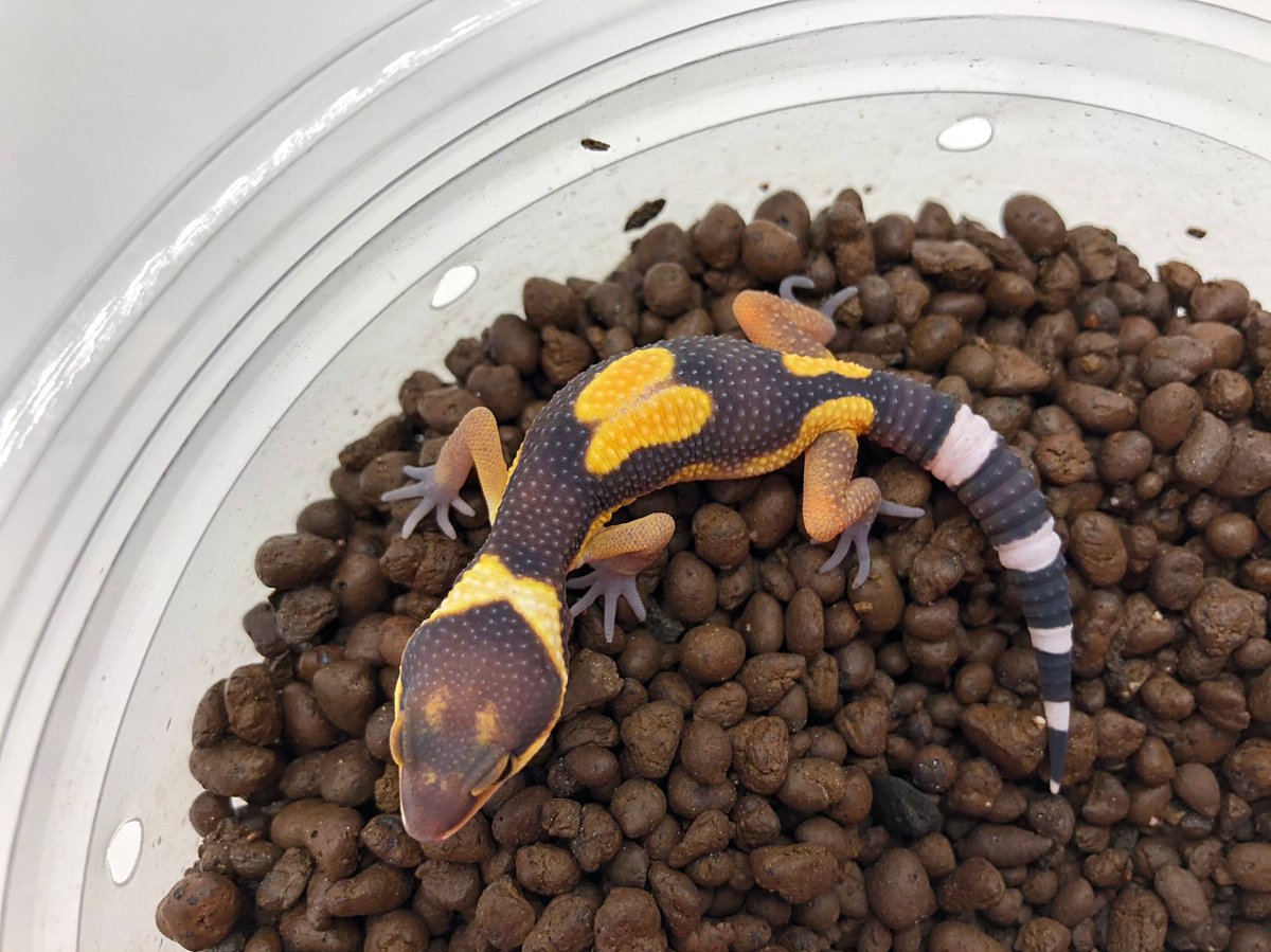 Aaron Jousiffe tweet media