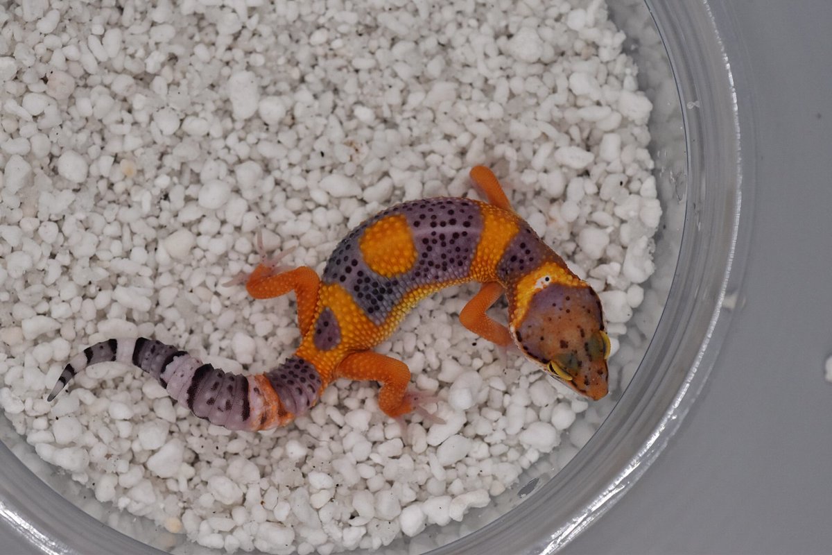 Aaron Jousiffe tweet media