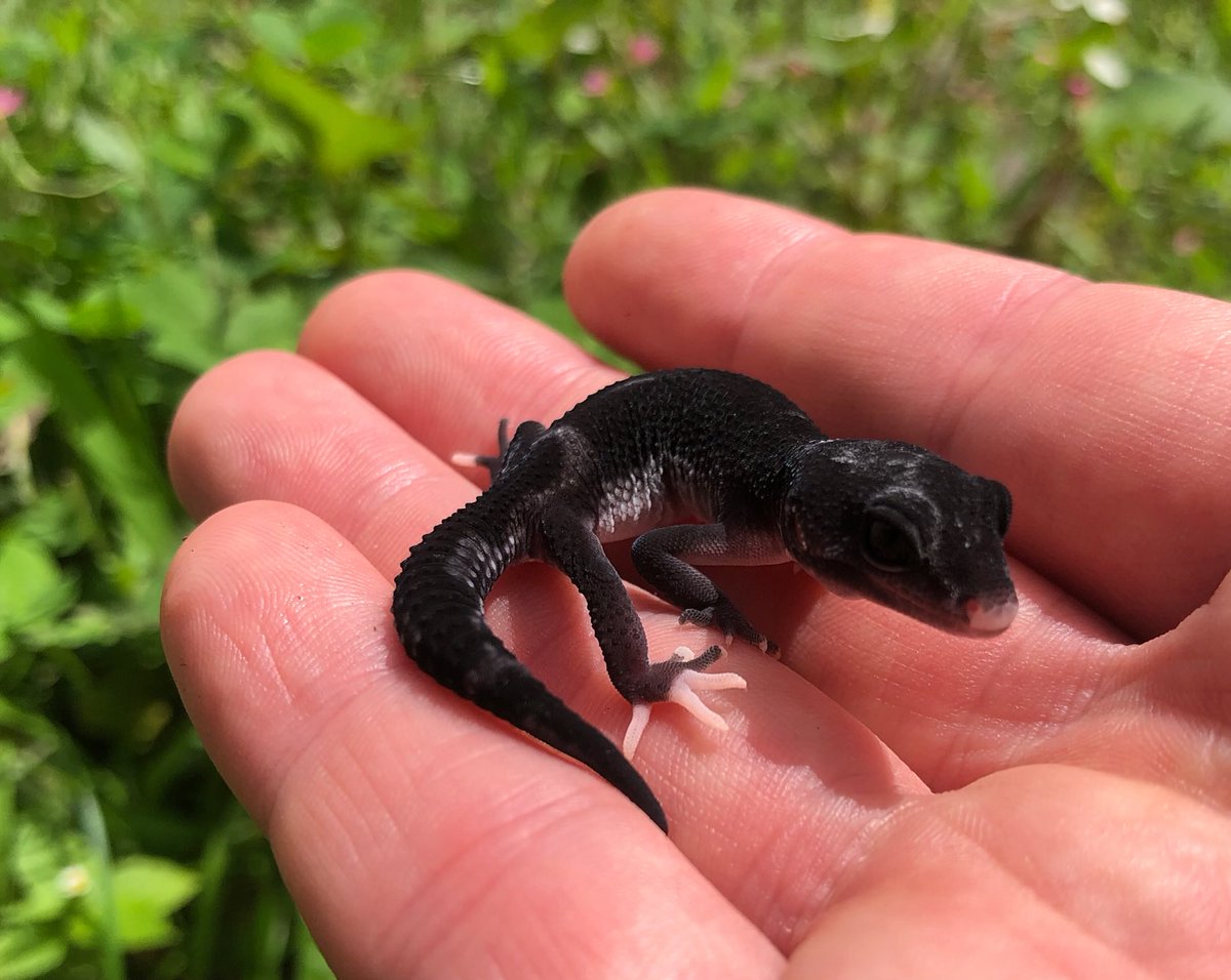 Aaron Jousiffe tweet media