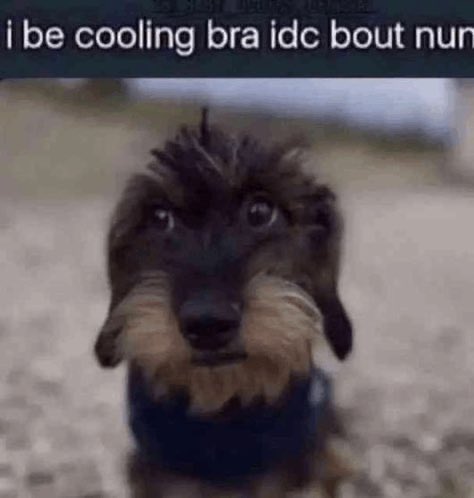 pianocatslmao's tweet photo. if you cooling bra and you dc bout nun quote tweet this and let everyone know that you coolingg bra and dc bout nun https://t.co/oEPVyzAVGJ