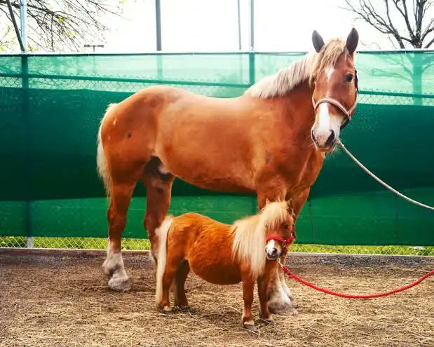 thisguyluvslife's tweet photo. @RealCandaceO @ComicDaveSmith @benshapiro @RealCandaceO  still offended about the tiny horse. You apologized to the horse but still.... Its hard work carrying such a boy all around. https://t.co/0daa9Vja07