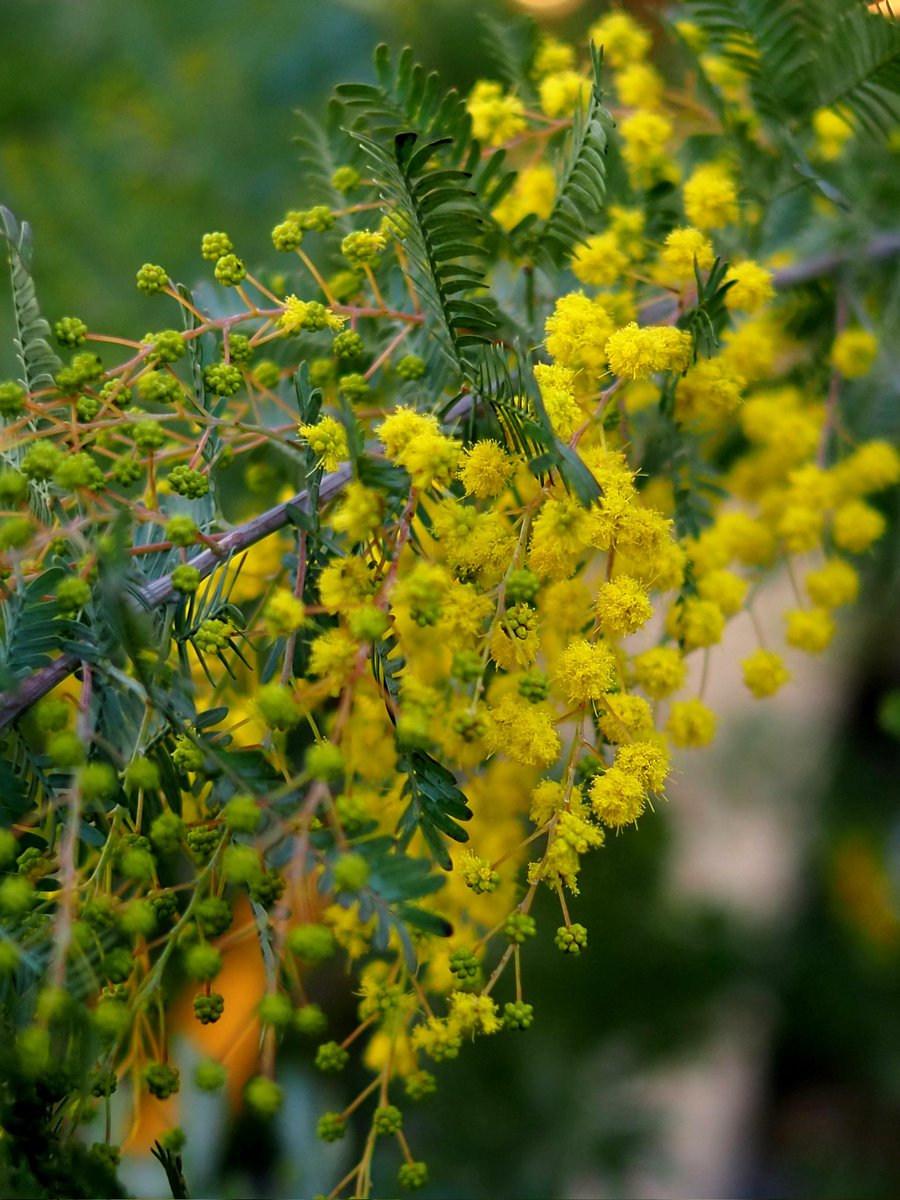 2026-03-05 ☼ 𓂃𓂂ꕤ*.ﾟ🔸ﾐﾓｻﾞ🔸 #TLを花でいっぱいにしよう ⸰ 𖥔