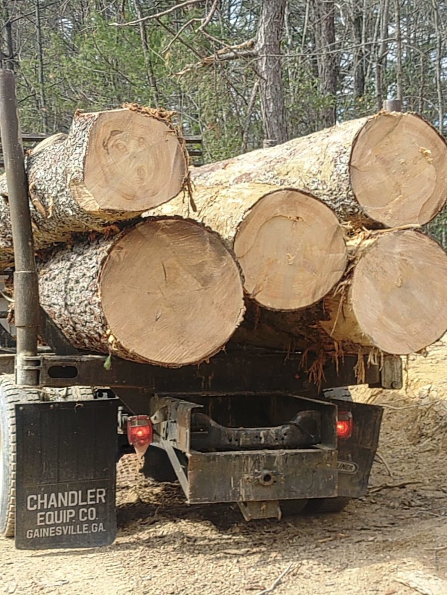YADKINinc's tweet photo. One Yellow Poplar tree off the Yadkin produced 2,100 board feet.
Sold at $450/MBF = $945 from a single tree.

Selective harvesting of yellow poplar and white pine helps open the canopy and promote long-term oak hardwood management. https://t.co/CXNQztoF0Y