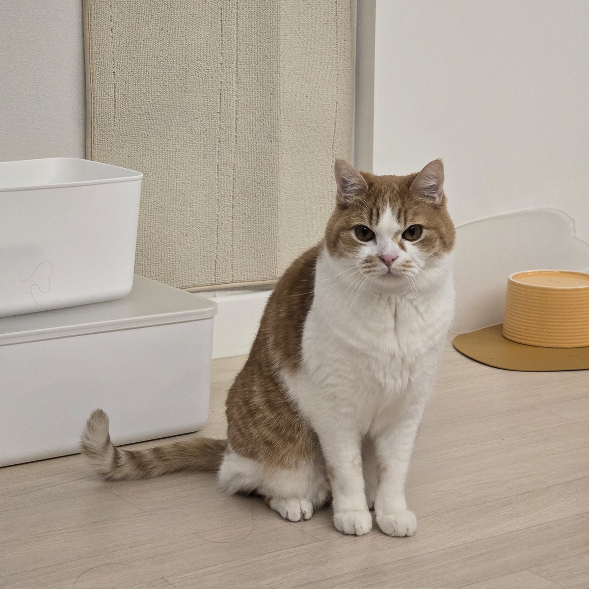 순대만 주세요 tweet media