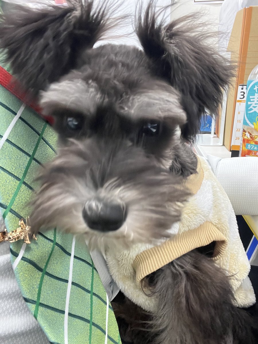 ピカピカ！マスクワン tweet media