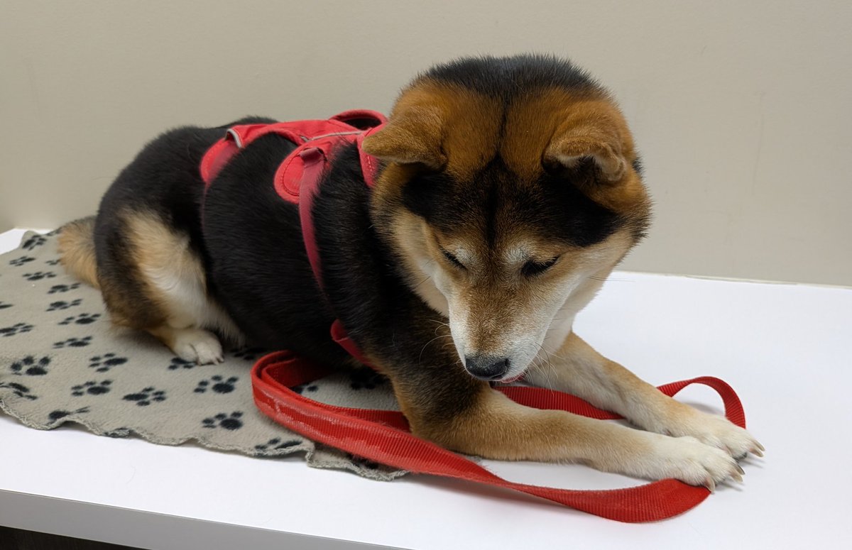 April 🕰️ Time Lady Vtuber ⏳ 🍉 tweet media