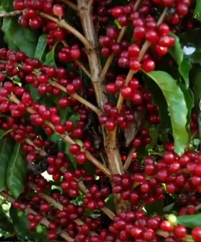 @Jemaco40 tweet media