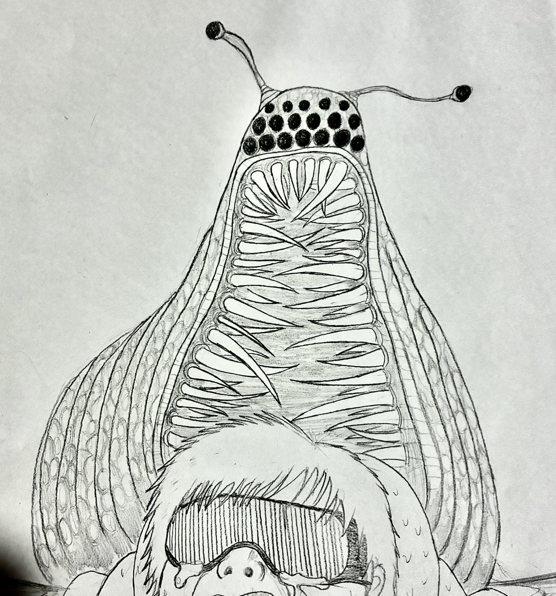 ヒョウモンダコ tweet media