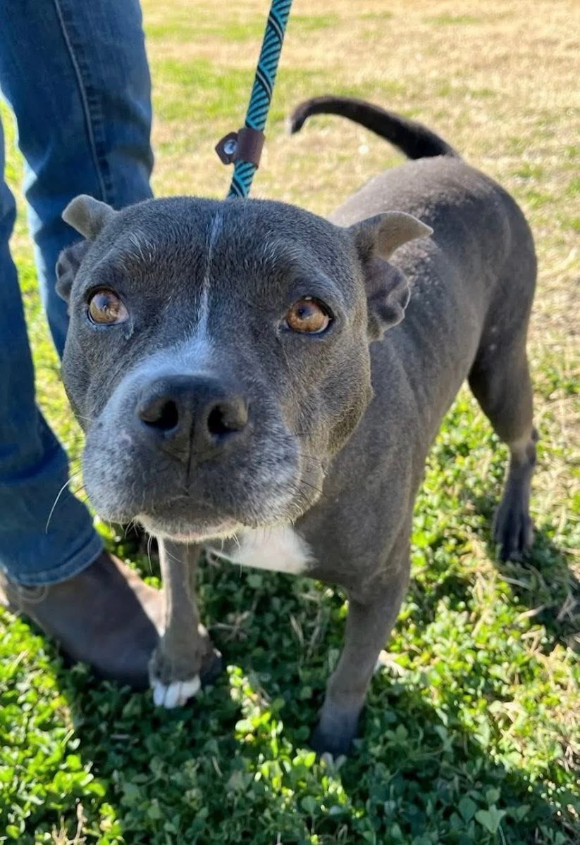BELL #A383217 1YO 
Precious little BELL,such a gorgeous girl,look at those beautiful, intelligent eyes,soft gray coat
Such a cutie,still a pup,so curious &amp; eager to plz
Adorable,gentle,playful, will b a wonderful companion
PLZ #ADOPT #FOSTER OR #PLEDGE FOR RESCUE #CORPUSCHRISTI