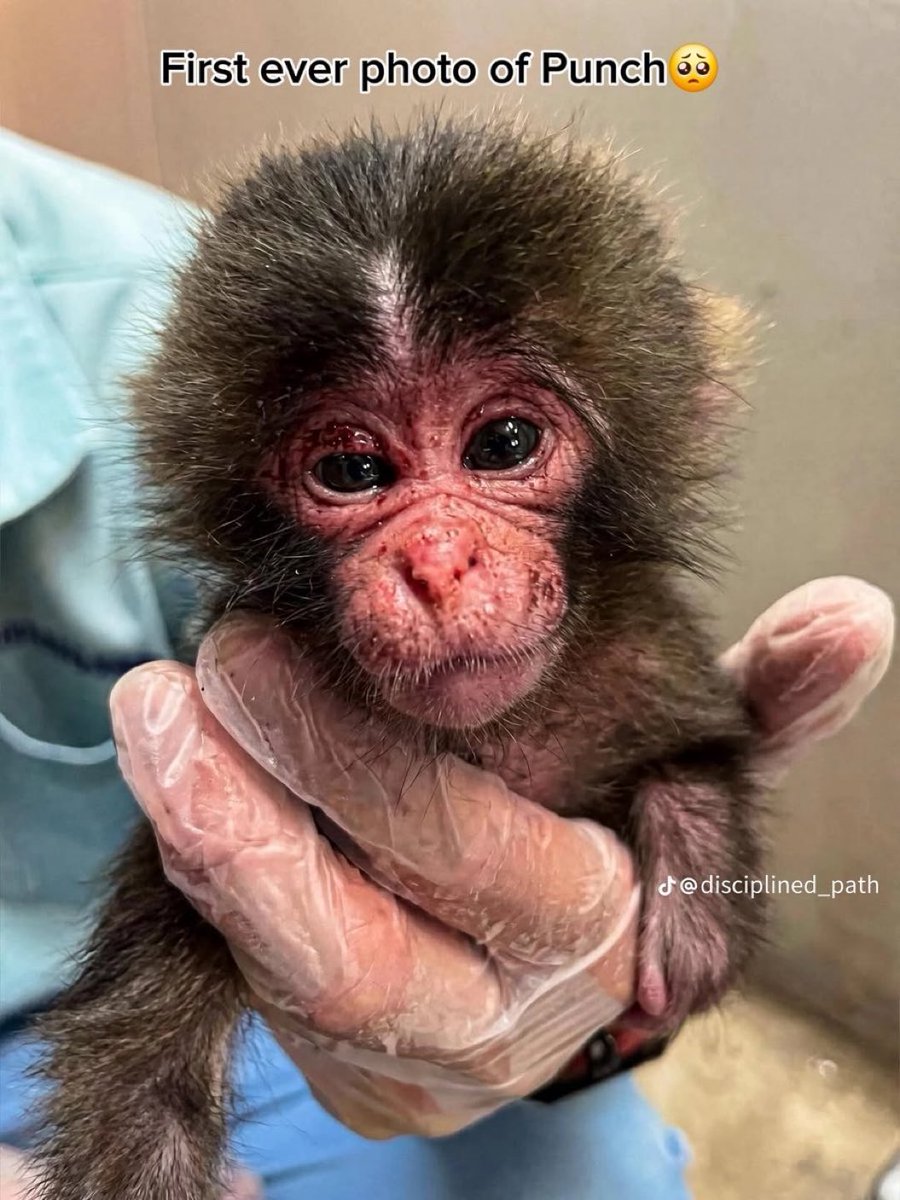 Hello World. It’s me Punch. 🐒🐒
My first pic debut to human. 
How do I look? Cutest right???

#PunchMonkey 
#Punch 
#Punchi