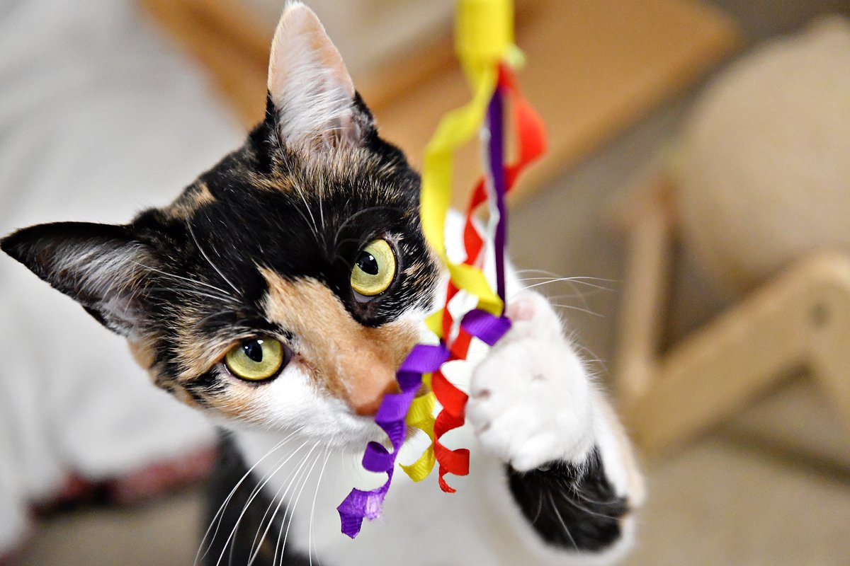 Dawn J. Sagert tweet media