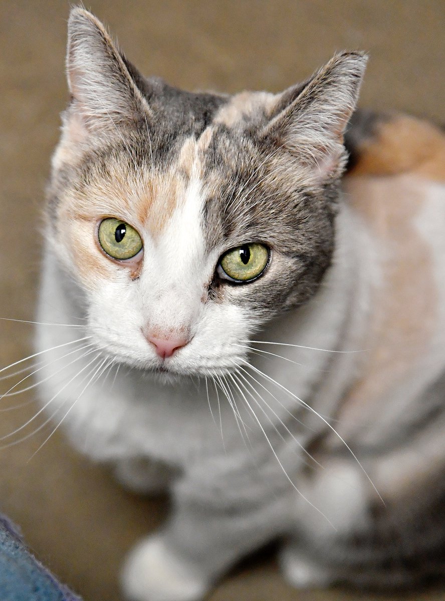 Dawn J. Sagert tweet media