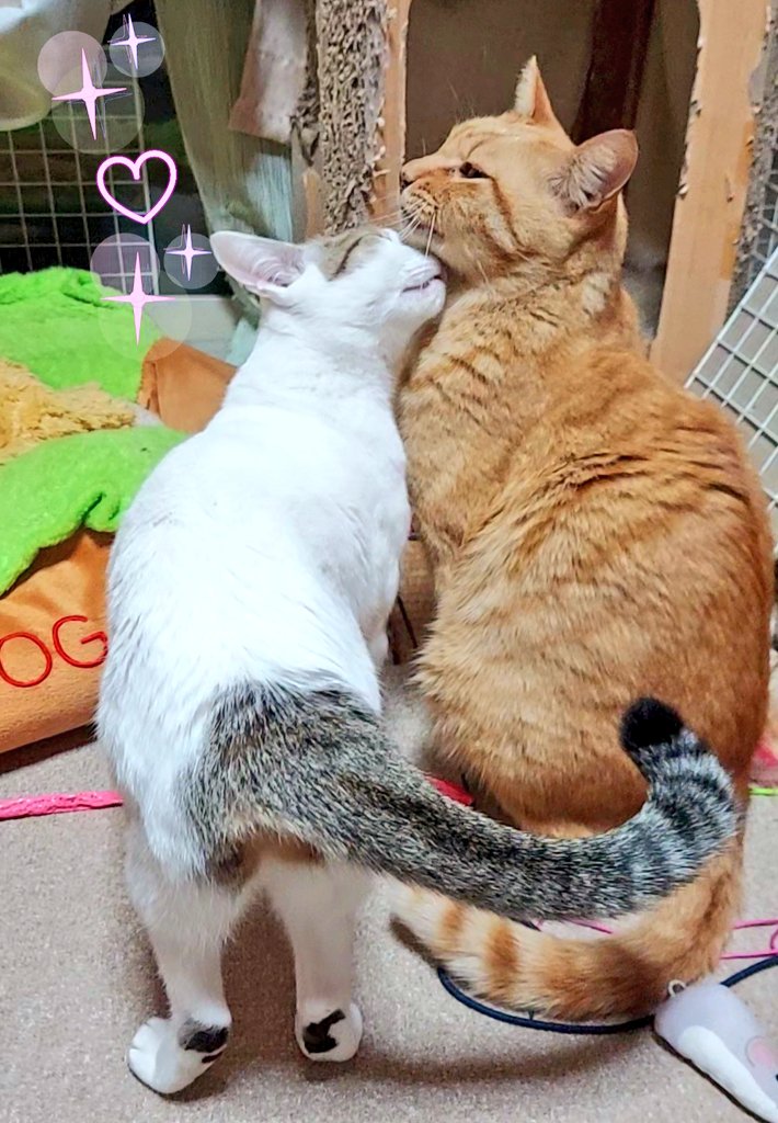 にゃー兄ちゃん～💕 😾💢…… ﾒｹﾞﾅｲゾ by：ぽぽ #おで部 #幸せのおで部の輪