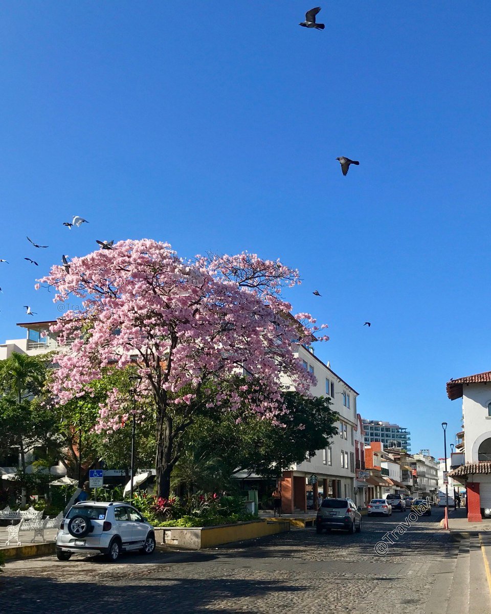 Travolax | Always Traveling tweet media