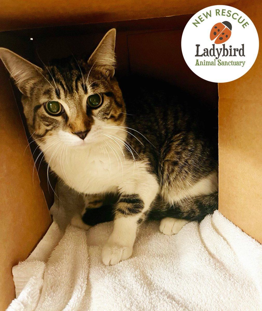 Ladybird Animal Sanctuary tweet media