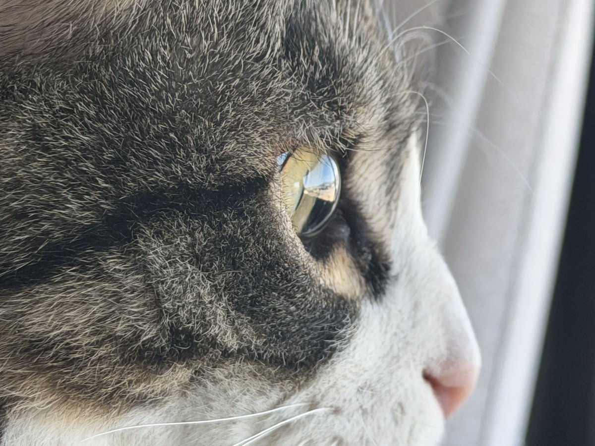 take___off's tweet photo. こっちは花粉症の時期になると眼球外して丸洗いしたいくらいなのに、猫は角膜剥き出しでも全然平気で、しかも1分間の瞬き回数が平均3回とか意味わからん。😳（人間は約20回らしい）
#猫  #cats https://t.co/rlS5wtFXnz