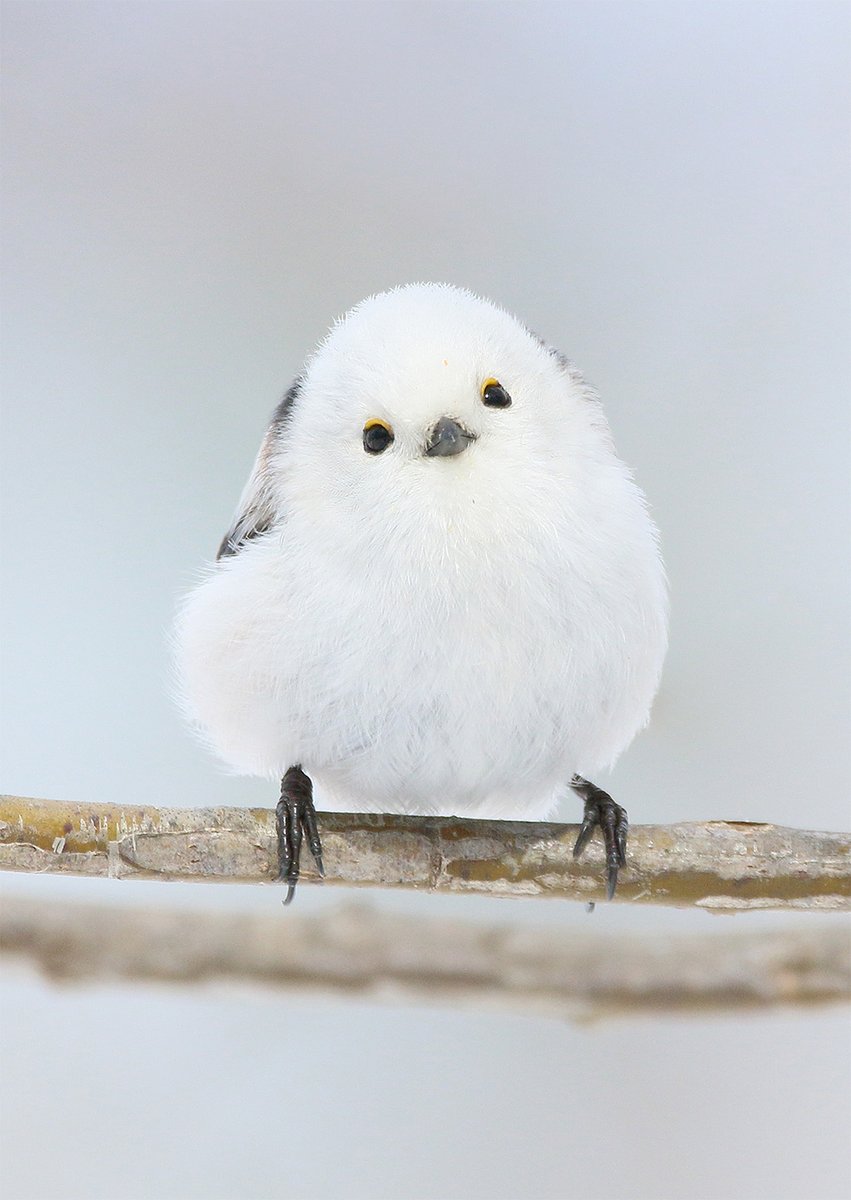 きょう３月５日は
４つの吉日がかさなった
最強開運日なんだって
だからいつもより
シマエナガが可愛いね

天赦日(・▴・)ｻｲｷｮｰ
一粒万倍日(・▴・)ｻｲｷｮｰ
寅の日(・▴・)ｻｲｷｮｰ
大安(・▴・)ｻｲｷｮｰ