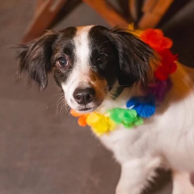 SeriesBrasil's tweet image. 🚨 ELE MERECE! Lindolfo, doguinho da Samira, ganhou a sua perninha. #BBB26